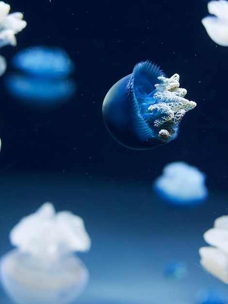 Foto medusa azul