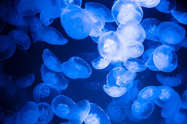 Medusa común o grupo de gelatina lunar de Aurelia aurita en el agua salobre del mar Báltico