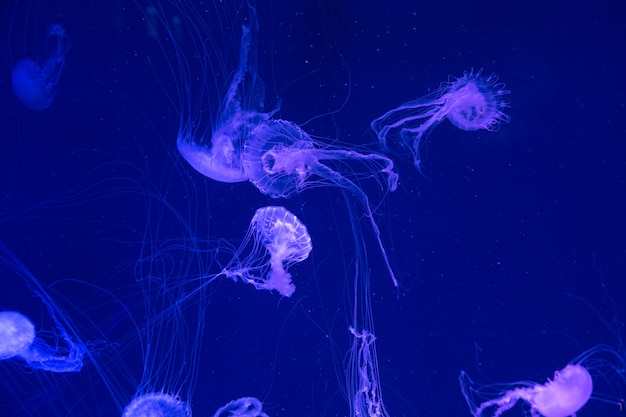 Medusa de água-viva bonita à luz de neon. Fundo abstrato
