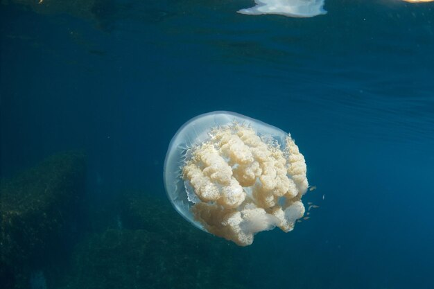 Foto medusa de barril gigante rhizostoma luteum