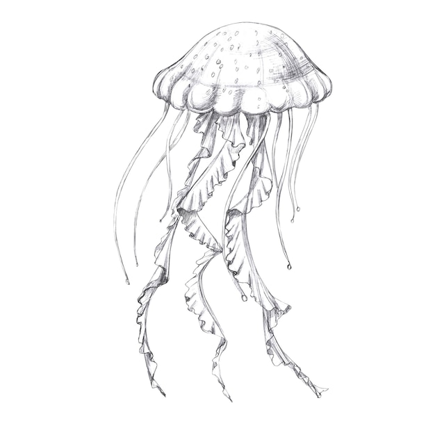Medusa dibujada a mano con lápiz ilustración aislada en estilo realista de animal marino para restaurante