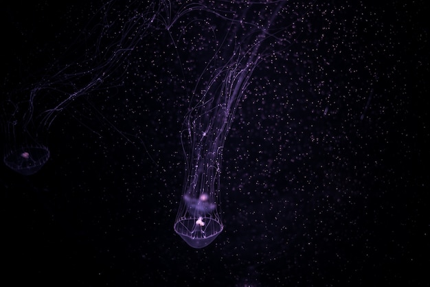 Medusa do close-up, Medusa no aquário com luz de néon.