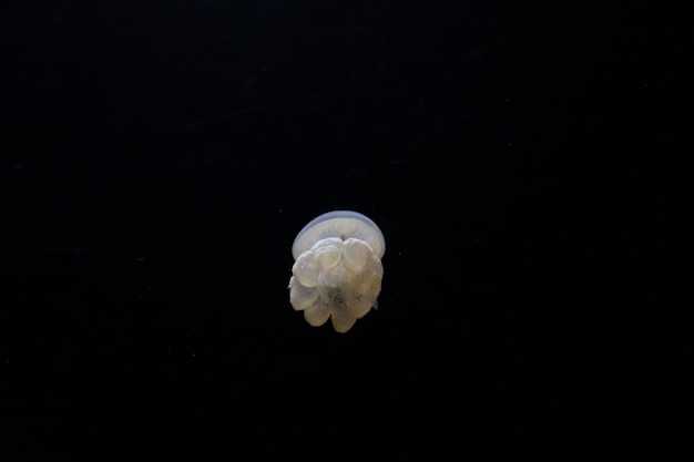 Medusa dourada pequena em um fundo preto