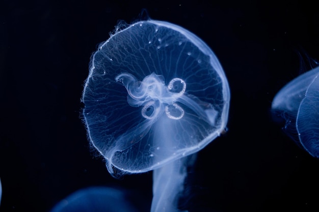 Medusa em um fundo preto em um aquário fechado