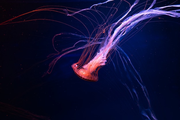 Medusa hermosa medusa en la luz de neón. Fondo abstracto