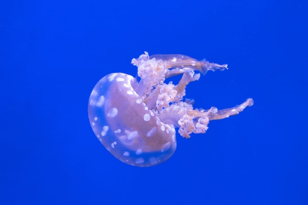 Medusa de laguna manchada. Mastigias papua.