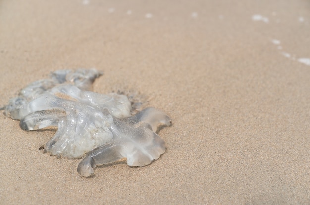 Medusa morta na praia de areia.