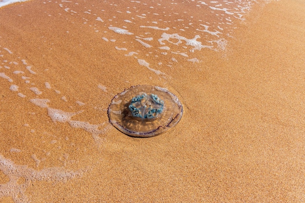 Una medusa muerta varada en la orilla Medusas en la costa del Mar de Azov Filamentos parecidos a gusanos con células venenosas que pican pueden causar heridas dolorosas a las personas