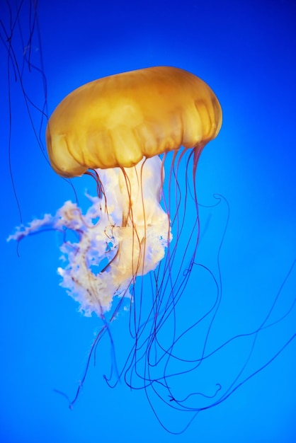 Foto medusa naranja chrysaora fuscescens