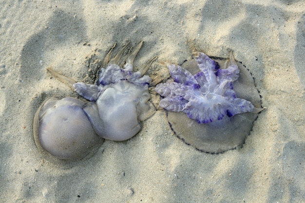 Medusa perigoso morto na areia da praia