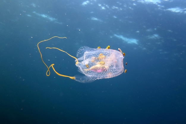 Foto medusas a nadar no mar