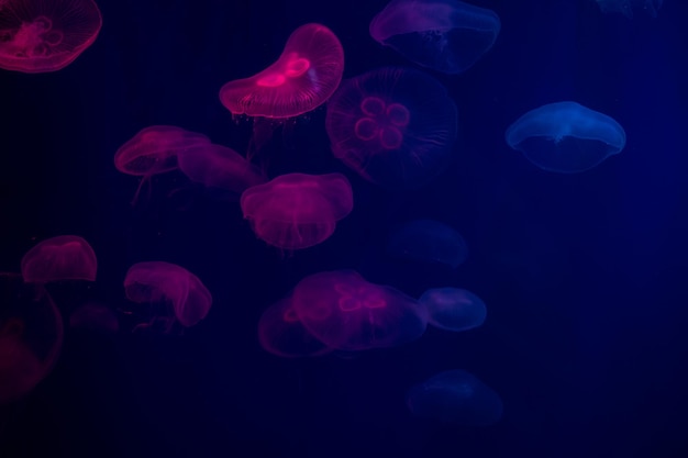 medusas en el acuario animales peligrosos