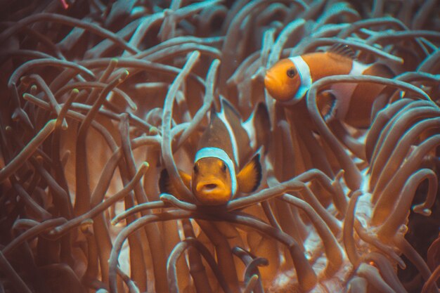 medusas en el acuario