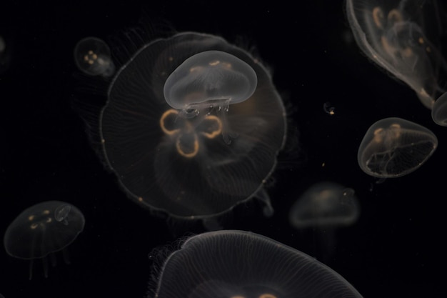 Medusas aisladas en negro