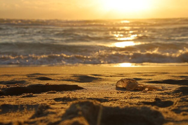 Medusas en la arena al atardecer, fondo marino