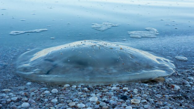 Medusas en la arena de la playa del Báltico en octubre Enfoque selectivo Foto de alta calidad