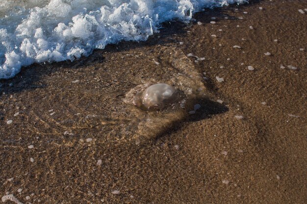 Medusas arrastradas a la orilla del mar