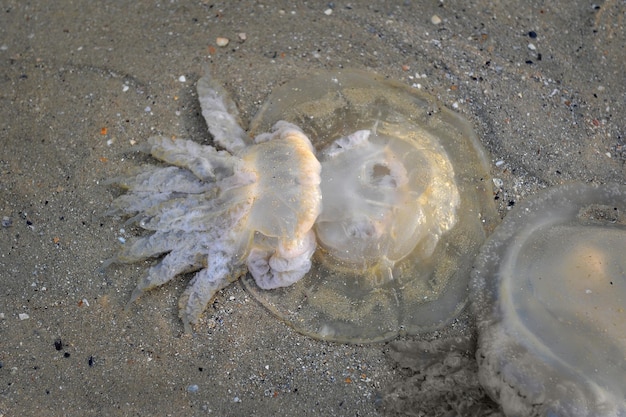 Medusas arrojadas por la marea en la playa Enfoque selectivo