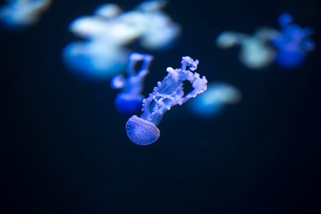 Medusas brillantes flotando en el mar oscuro