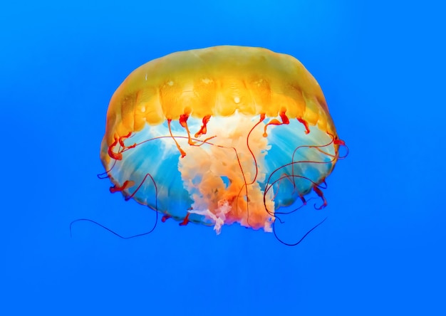 Foto medusas danzantes en las profundidades del mar.