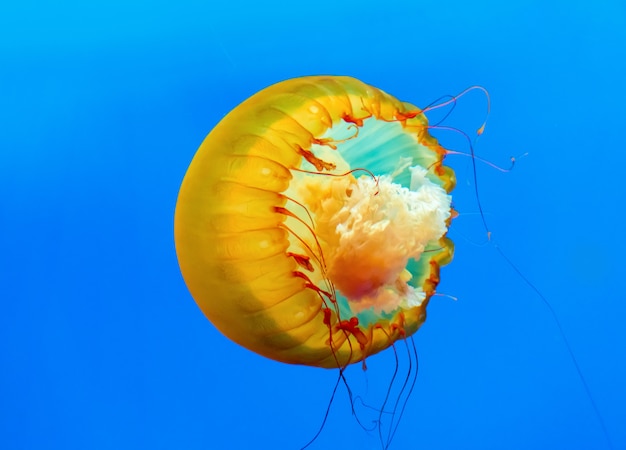 Medusas danzantes en las profundidades del mar.