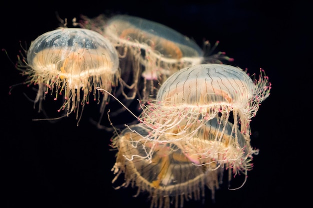Medusas de chapéu de flor nadando debaixo d'água no aquário kaiyukan de Osaka