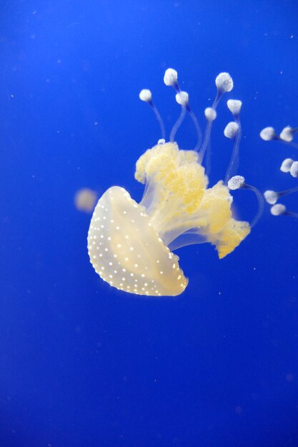 Foto medusas em águas azuis