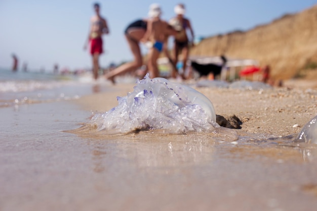 Medusas enormes en una playa de arena. Invasión de medusas.