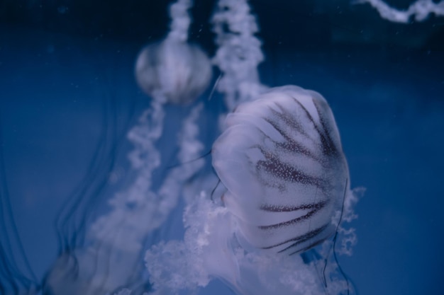 Medusas flotando en el océano profundo. Vista de macros