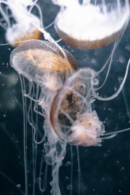 Medusas flotando en el océano profundo. Vista de macros