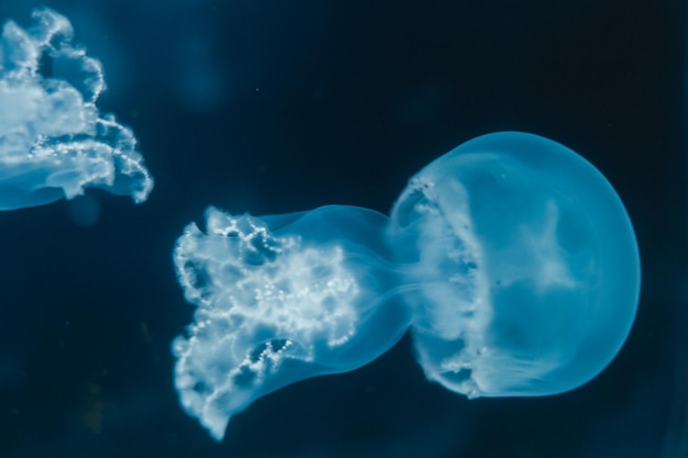 Medusas flotando en el océano. Vista macro