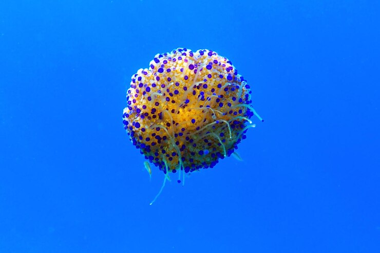 Foto medusas de huevo frito - cotylorhiza tuberculata