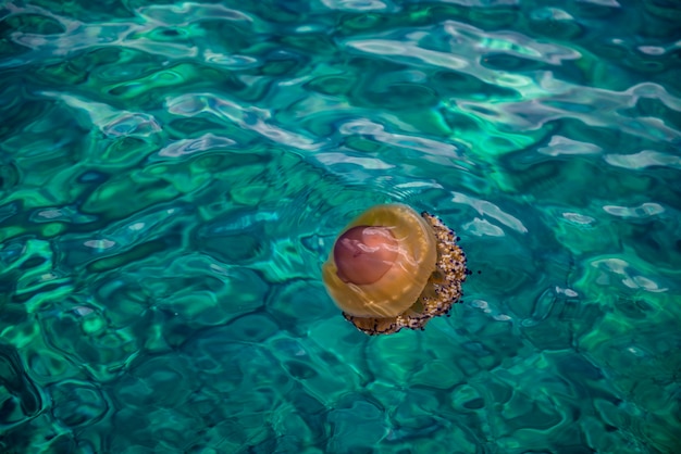 Medusas en el mar de Grecia