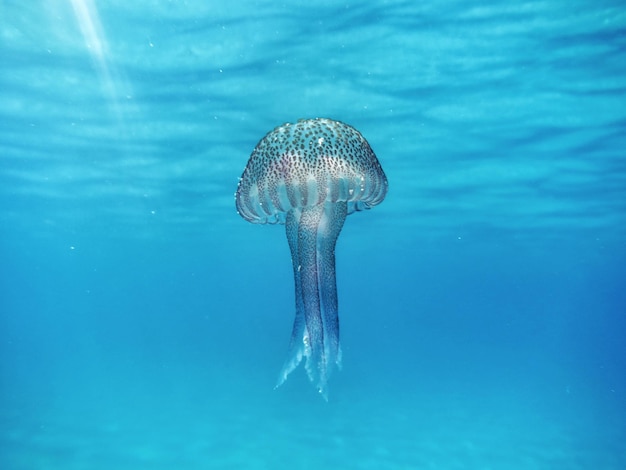 Medusas bajo el mar