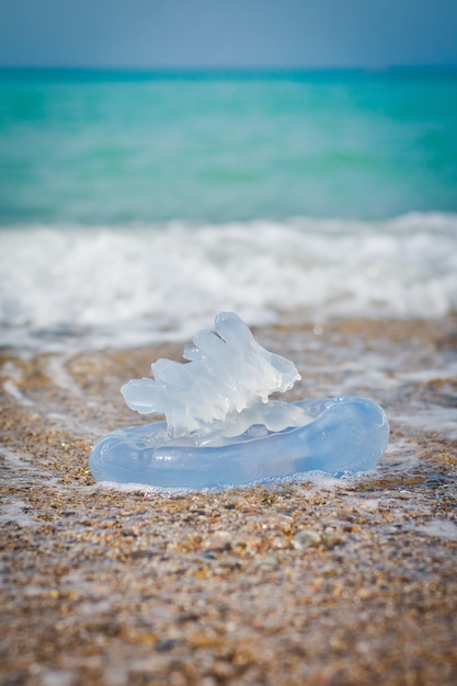 Medusas por el mar