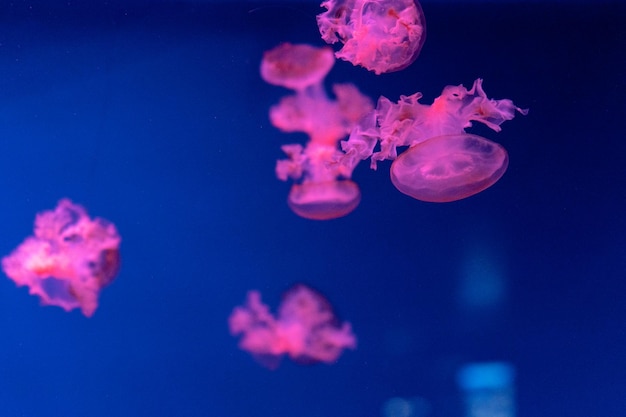 Medusas marinas y oceánicas nadan en el primer plano del agua Iluminación y bioluminiscencia en diferentes colores en la oscuridad Medusas exóticas y raras en el acuario