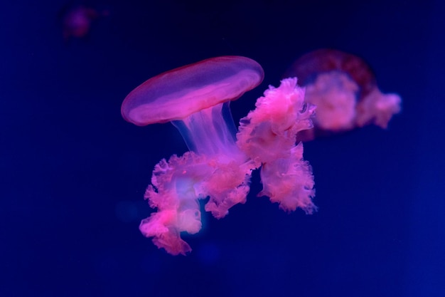 Medusas marinas y oceánicas nadan en el primer plano del agua Iluminación y bioluminiscencia en diferentes colores en la oscuridad Medusas exóticas y raras en el acuario