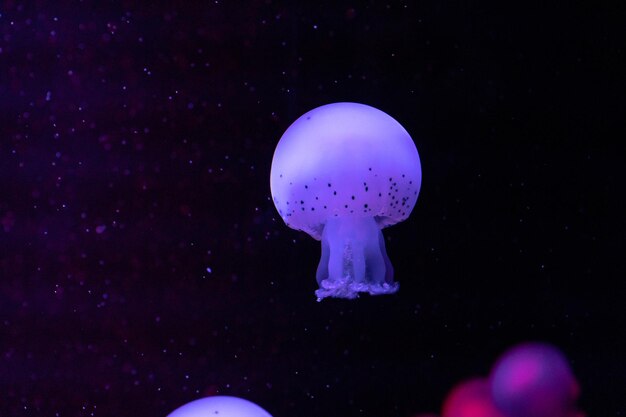 Medusas marinas y oceánicas nadan en el primer plano del agua Iluminación y bioluminiscencia en diferentes colores en la oscuridad Medusas exóticas y raras en el acuario