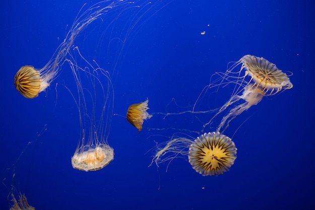 Las medusas nadan bajo el agua.