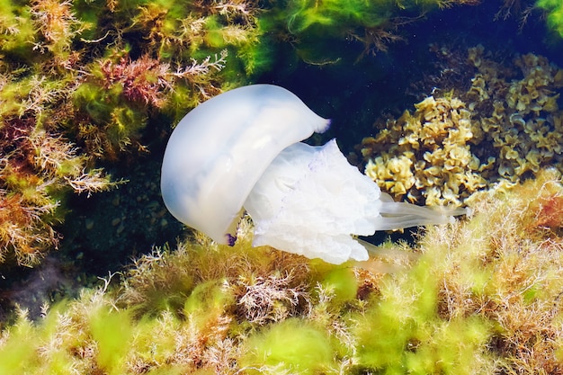 Las medusas nadan en el mar negro. Tarhankut. Crimea, rusia