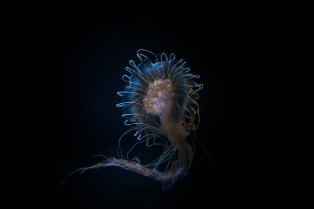 Medusas nadando en el acuario