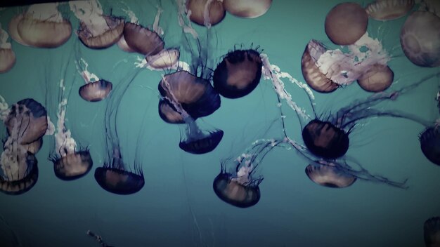 Foto medusas nadando bajo el agua en un acuario