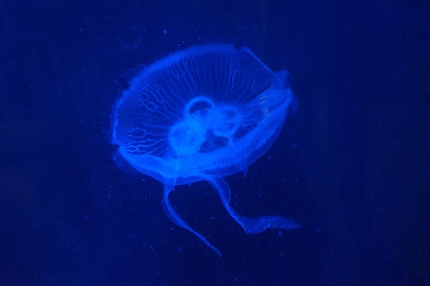 Medusas nadando en el agua