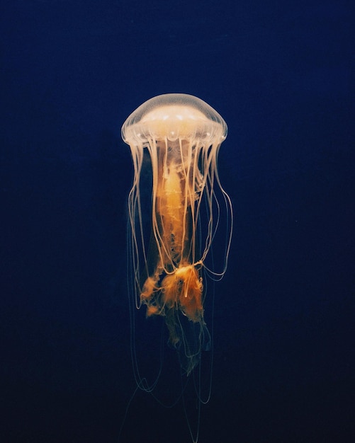 Medusas nadando debaixo d'água em aquário
