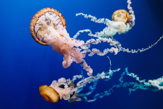 Medusas nadando en el mar