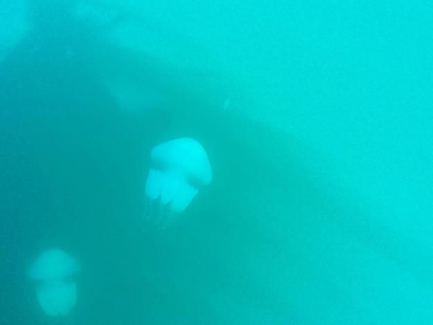 Medusas nadando en el mar