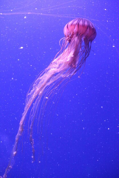 Medusas nadando en el mar