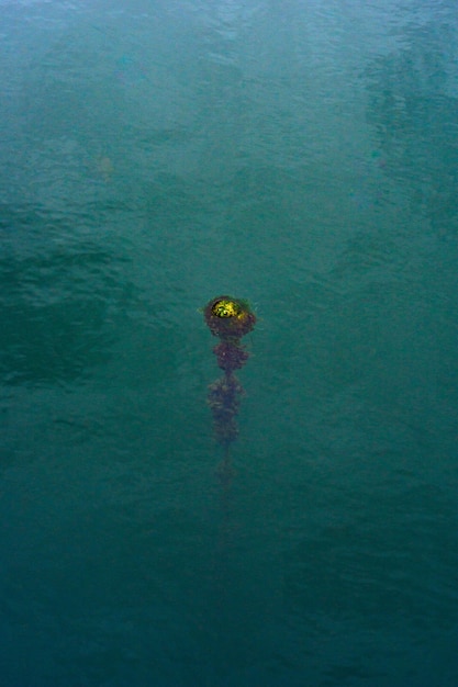 Foto medusas nadando en el mar