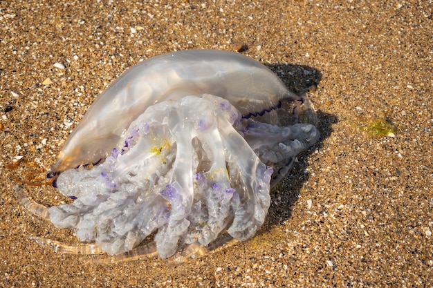 Medusas en la orilla del mar Enfoque selectivo