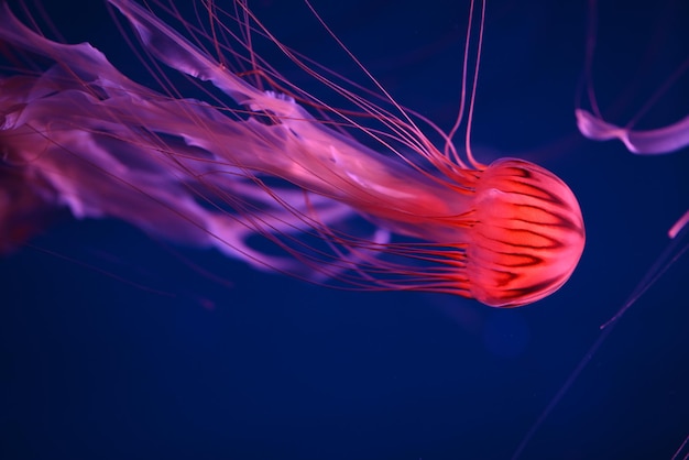 Medusas Ortiga de mar japonesa en el mar hermosos baños venenosos